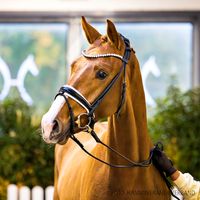 Dynamic Dream / Borsalino