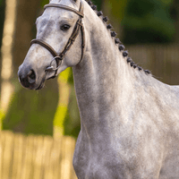 PRESTIGE VD WATERMOLEN