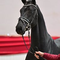 Meridian / Fidertanz