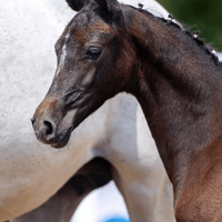 Fohlen von Cellado/Cefalo