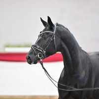 Hengst v. Dancier Gold - Millennium/T.