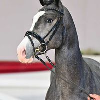 Hengst V. Blue Diamond (Hagbar Du Lozon) - Crumble