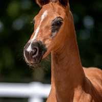 Fohlen von Ibiza Dream/Livaldon