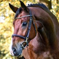 Mr Manchester van't Paradijs Z