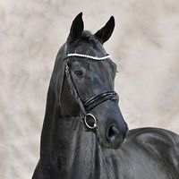 Total Diamond Ps / Vivaldi