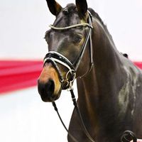 Hengst von Vaderland x Limes