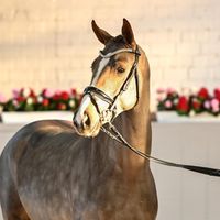 Hengst von Toto Gold / Fürst Romancier