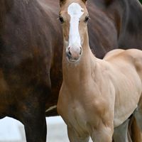 Elliott van Overis Z