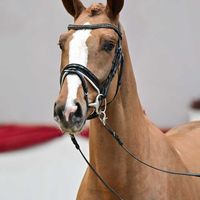 Hengst V. Ogano Sitte - Cordalme