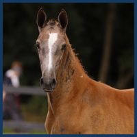 Tristar van de Oude Pomp