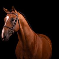 Sambuca Jw van ' T Meulenhof