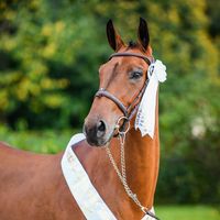 Taila Du Courte Royer Ch