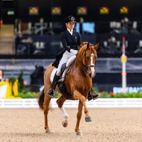 Broadmoars Don Alfredo AWO