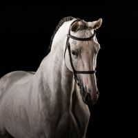 Violette van Spalbeek Z