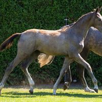 King London's Diamond