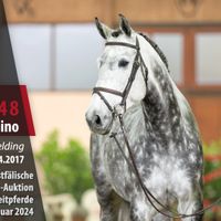 Campino 631
