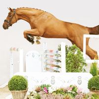 Hengst von Tangelo van de Zuuthoeve X Emerald van Het Ruytershof