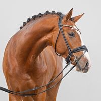 Hengst von Zoom x Lassaro