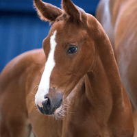 Beyond the Fire T40 Z