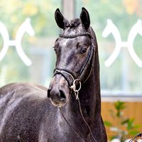 Hengst von Grey Top/Heraldik XX