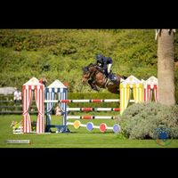 C-Mikado Wapiti Mp Z