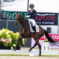 Straight Horse Sun King