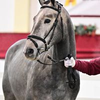 Mumbai van de Moerhoeve / Classe