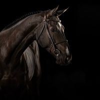 SWEET N'SOUR JW VAN 'T MEULENHOF