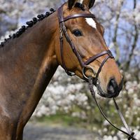 Ovina van de Duinbosschen