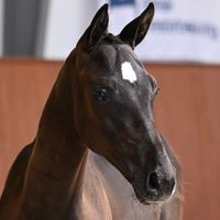 Highsand Kid Kaliber