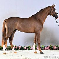 Hengst von Benicio/Valentino