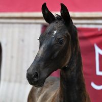 Borbjergs Black Rose