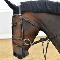 CHAMAREL SK STABLES Z