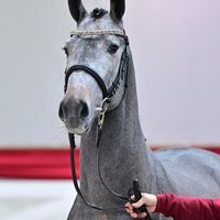 Hengst von Hickstead White x Etoulon