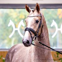 Hengst von For Planet/Stakkato Gold