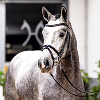 Hengst von Cornet's Edition/Tangelo van de Zuuthoeve