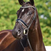 Diamant Z v.d. Maeseburg