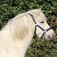 Nóni Från Änghaga