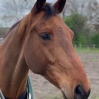 Emir de L'impermeable Z