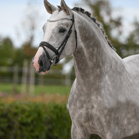 Birkhof's  Arezzo Man FBW