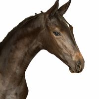 Barones van den Ambacht