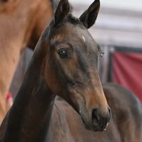 Skovsro's Double Trouble