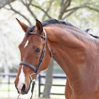 Lincoln Vd Breemeersen