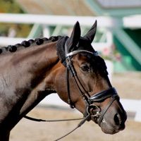 EVELYN DI FONTE ABETI