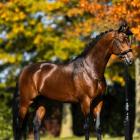 O'Toto van de Wimphof