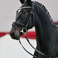 Hengst V. Jameson Rs2 - Diamond Hit