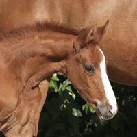 Stutfohlen von San to Alati x Sir Donnerhall x Rohdiamant