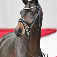 Superstar Sollenburg