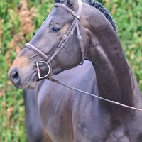 Dreamer van Het Bergerhof Z