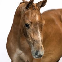 Edgard van de Bickyway Z